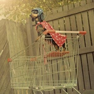 Shop Summer Items, Make Offers, Have Fun